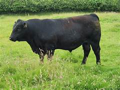 Aberdeen Angus